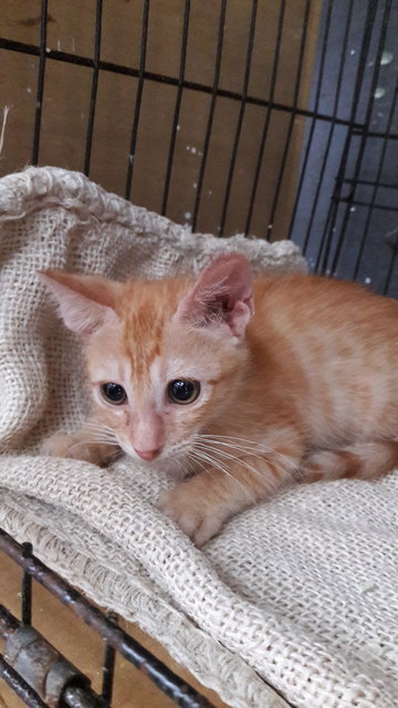 Ginger - Domestic Short Hair Cat