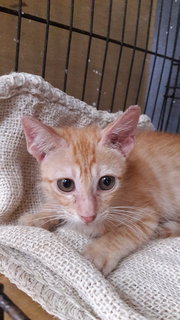 Ginger - Domestic Short Hair Cat