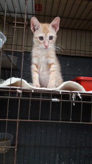 Ginger - Domestic Short Hair Cat