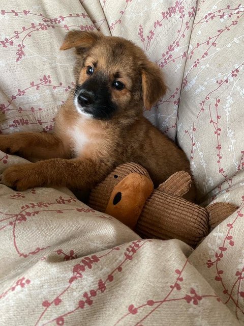 Girls Puppy Club! - Mixed Breed Dog