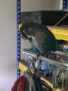 Sky - Conure Bird