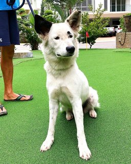 Snowy - Mixed Breed Dog