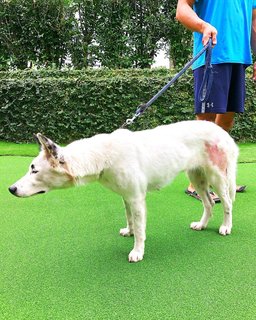 Snowy - Mixed Breed Dog