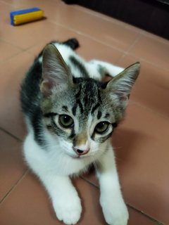 Molly, Debab, Choki, Meimei (Zoro-v6) - Domestic Short Hair Cat