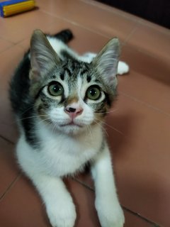 Molly, Debab, Choki, Meimei (Zoro-v6) - Domestic Short Hair Cat