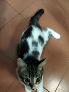 Molly, Debab, Choki, Meimei (Zoro-v6) - Domestic Short Hair Cat