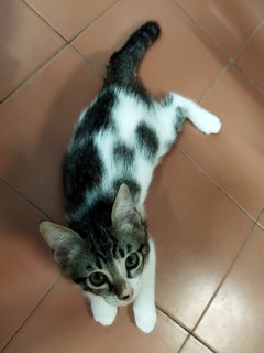 Molly, Debab, Choki, Meimei (Zoro-v6) - Domestic Short Hair Cat