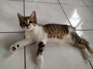 Molly, Debab, Choki, Meimei (Zoro-v6) - Domestic Short Hair Cat