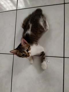 Molly, Debab, Choki, Meimei (Zoro-v6) - Domestic Short Hair Cat