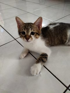 Molly, Debab, Choki, Meimei (Zoro-v6) - Domestic Short Hair Cat