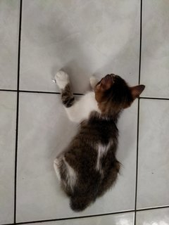 Molly, Debab, Choki, Meimei (Zoro-v6) - Domestic Short Hair Cat