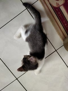 Molly, Debab, Choki, Meimei (Zoro-v6) - Domestic Short Hair Cat