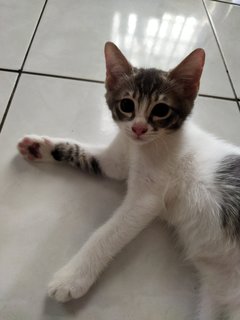 Molly, Debab, Choki, Meimei (Zoro-v6) - Domestic Short Hair Cat