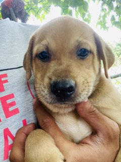 Brownie - Mixed Breed Dog