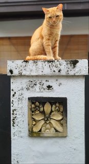 Arthur &amp; Orange - Domestic Medium Hair Cat