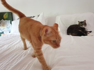 Arthur &amp; Orange - Domestic Medium Hair Cat