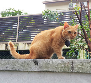 Arthur &amp; Orange - Domestic Medium Hair Cat