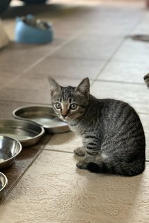 Mama Cat - Domestic Short Hair Cat