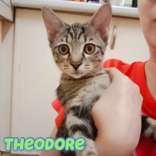 Alvin, Simon, &amp; Theodore (Kittens) - Domestic Short Hair Cat