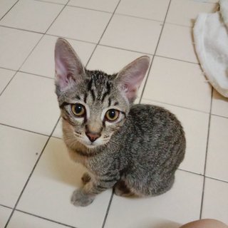 Alvin, Simon, &amp; Theodore (Kittens) - Domestic Short Hair Cat