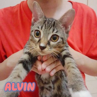 Alvin, Simon, &amp; Theodore (Kittens) - Domestic Short Hair Cat