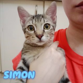 Alvin, Simon, &amp; Theodore (Kittens) - Domestic Short Hair Cat