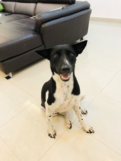 Milky - Mixed Breed Dog