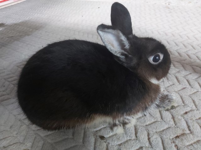 Darling - Dwarf + Netherland Dwarf Rabbit