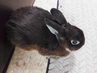 Darling - Dwarf + Netherland Dwarf Rabbit