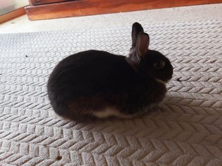 Darling - Dwarf + Netherland Dwarf Rabbit