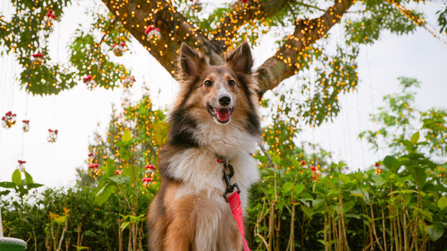 Ollie - Shetland Sheepdog Sheltie Dog