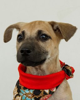 Kobe - Mixed Breed Dog