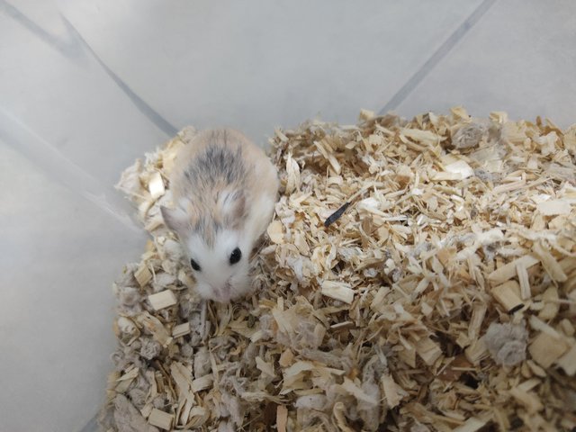 Winter - Roborovsky's Hamster Hamster