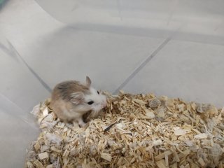 Winter - Roborovsky's Hamster Hamster