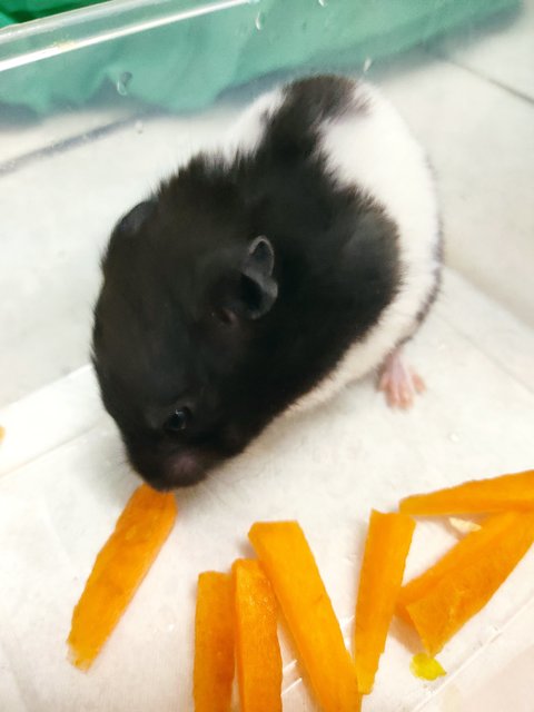 Panda Syrian - Syrian / Golden Hamster Hamster