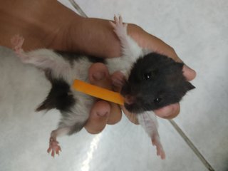 Panda Syrian - Syrian / Golden Hamster Hamster