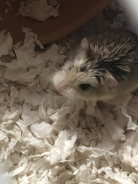 Koi - Roborovsky's Hamster Hamster