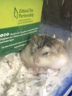 Koi - Roborovsky's Hamster Hamster