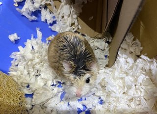 Koi - Roborovsky's Hamster Hamster