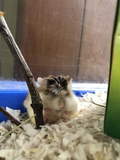 Koi - Roborovsky's Hamster Hamster