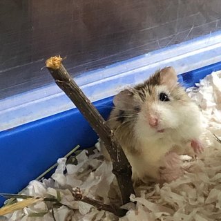 Koi - Roborovsky's Hamster Hamster