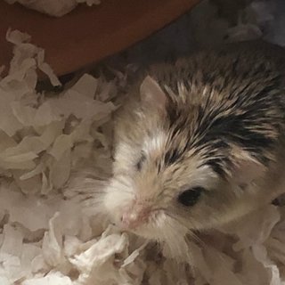 Koi - Roborovsky's Hamster Hamster