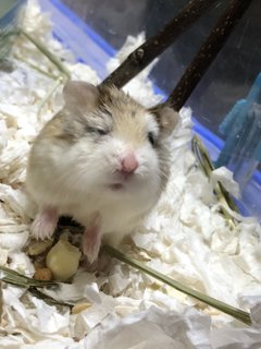 Koi - Roborovsky's Hamster Hamster