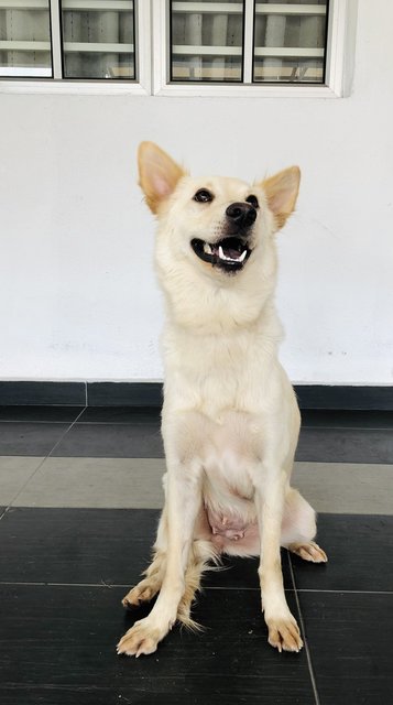 Xiao Bai - Mixed Breed Dog