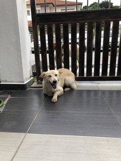 Xiao Bai - Mixed Breed Dog