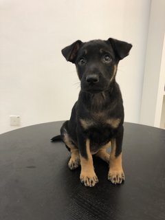 Puppy 25 - Mixed Breed Dog