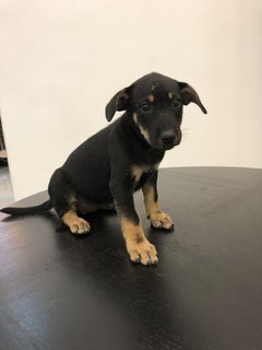 Puppy 25 - Mixed Breed Dog