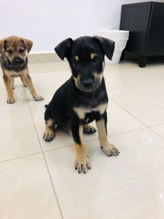 Puppy 25 - Mixed Breed Dog