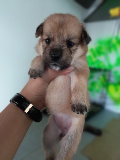 Puppies For Adoption - Mixed Breed Dog