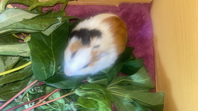 Mocha And Coco - Guinea Pig Small & Furry